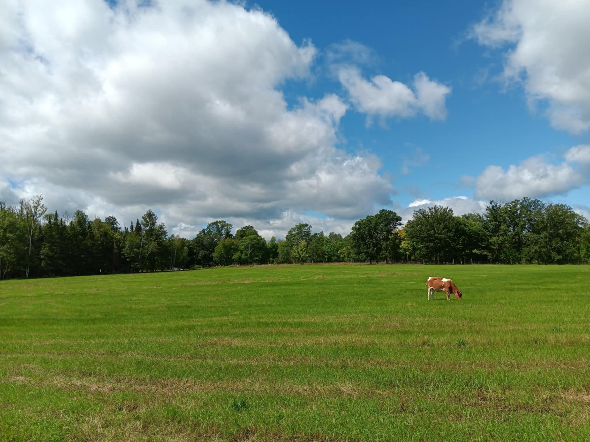 Murphy's Grove Guernsey cows on pasture